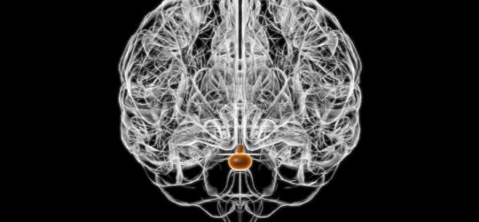 Grafika 3D przedstawiająca schemat ludzkiego mózgu, z wyróżnioną przysadką mózgową.