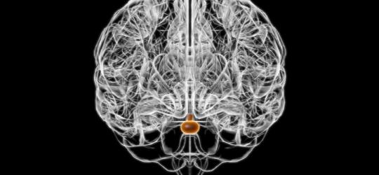 Grafika 3D przedstawiająca schemat ludzkiego mózgu, z wyróżnioną przysadką mózgową.