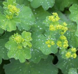 Kwitnący przywrotnik pospolity.