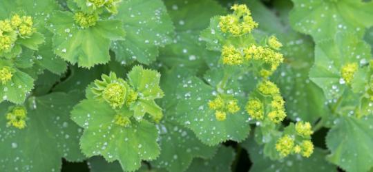 Kwitnący przywrotnik pospolity.