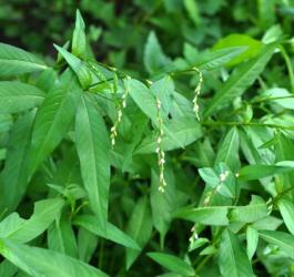 Ziele rdestu ostrogorzkiego.