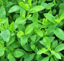 Płożący się rdest ptasi.