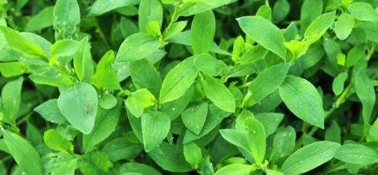 Płożący się rdest ptasi.