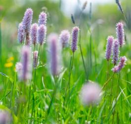 Kwitnący rdest wężownik.