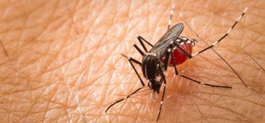 repelenty na komary