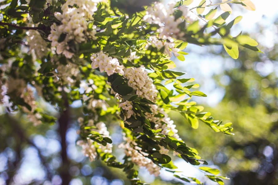 Kwitnąca robinia akacjowa.