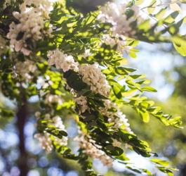 Kwitnąca robinia akacjowa.