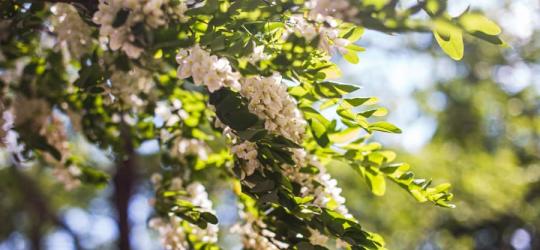 Kwitnąca robinia akacjowa.