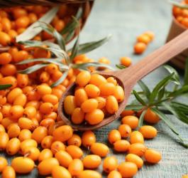 Rokitnik zwyczajny - właściwości i zastosowanie