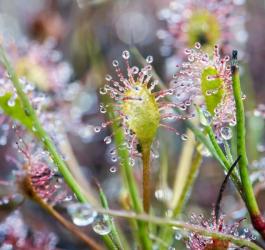 Zbliżenie na liście rosiczki.
