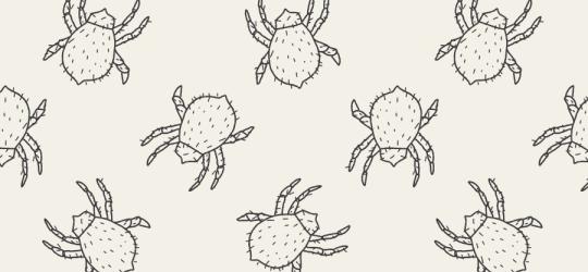 Roztocza kurzu domowego - czy na pewno takie groźne?