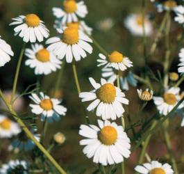 Kwitnący rumian szlachetny.