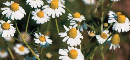 Kwitnący rumian szlachetny.