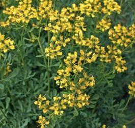 Kwitnąca ruta zwyczajna.