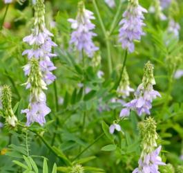 Kwitnąca rutwica lekarska.