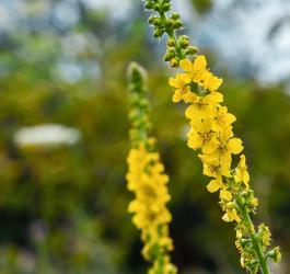 Kwitnący rzepik pospolity.