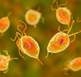 Grafika 3D przedstawiająca rzęsistka pochwowego.