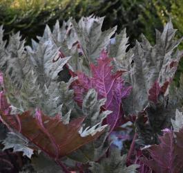 Liśnie rzewienia dłoniastego.