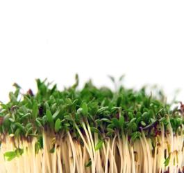 Świeżo wyrośnięta rzeżucha na białym tle.