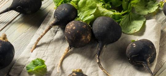 Bulwy rzodkwi czarnej z nacią.