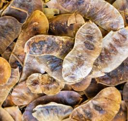 Suszone owoce senesu.