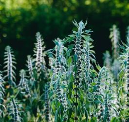 Rosnący dziko serdecznik pospolity.