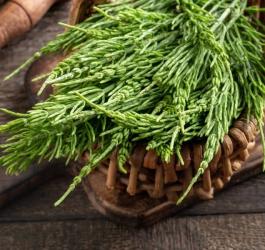 Ziele skrzypu polnego zebrane w wiklinowym koszyku.