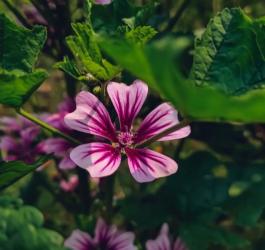 Kwitnący ślaz dziki.