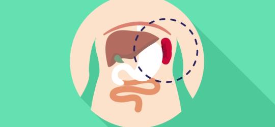 Śledziona – budowa, funkcje