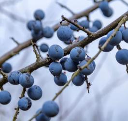 Owoce na krzewie śliwy tarniny.