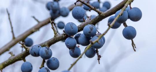 Owoce na krzewie śliwy tarniny.