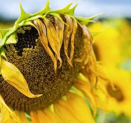 Przekwitający słonecznik zwyczajny.