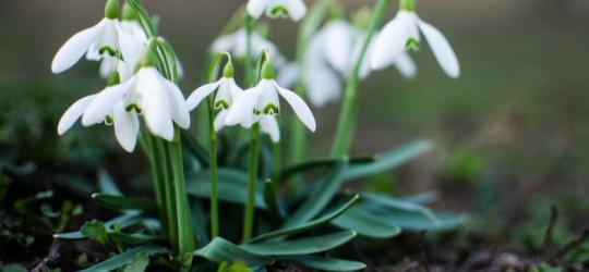 Kwitnąca śnieżyczka przebiśnieg.