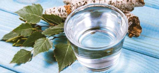 Sok z brzozy - właściwości i zastosowania