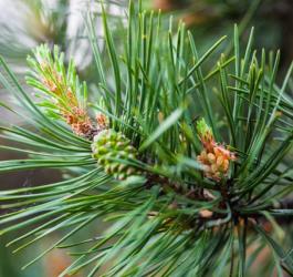 Gałęzie i młode pędy sosny zwyczajnej.