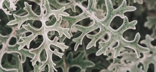 Charakterystyczne liście starca popielnego.