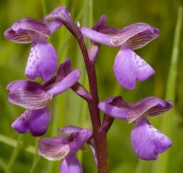 Kwiaty kwitnącego storczyka samiczego.