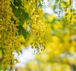 Kwitnący strączyniec cewiasty.