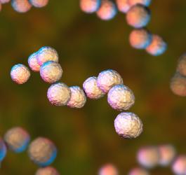 Paciorkowiec beta-hemolizujący grupy A.