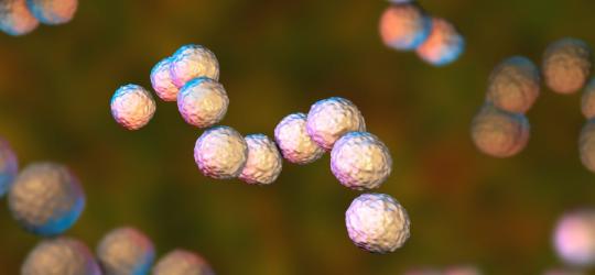 Paciorkowiec beta-hemolizujący grupy A.