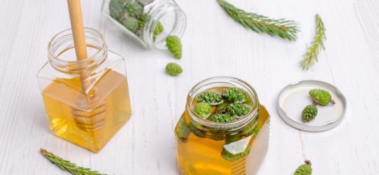 Młode pędy sosny w syropie.