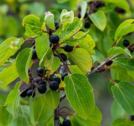 Owoce szakłaka pospolitego.