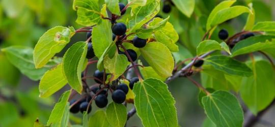 Owoce szakłaka pospolitego.