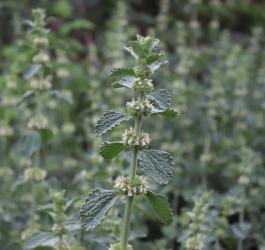 Ziele szanty zwyczajnej.