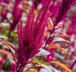 Kwitnący szarłat wyniosły.