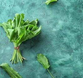 Pęczek liści szczawiu zwyczajnego.