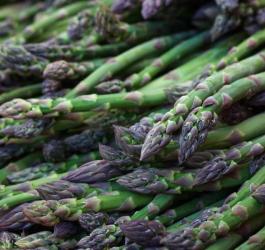 Pędy szparaga lekarskiego.