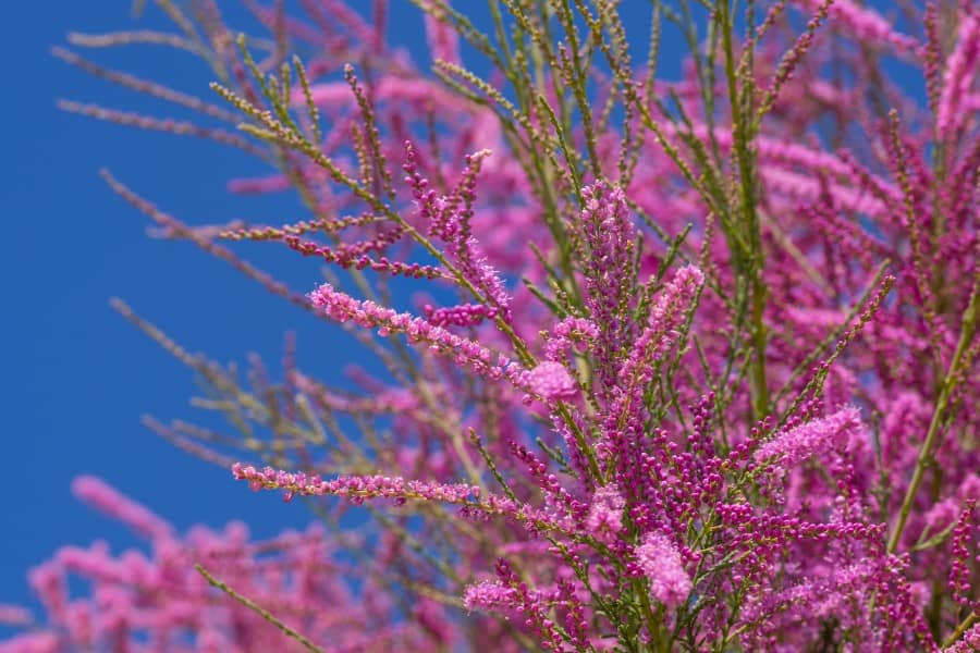 Kwitnący na różowo tamaryszek francuski.