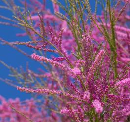 Kwitnący na różowo tamaryszek francuski.