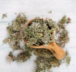 Plecha tarczownicy islandzkiej w drewnianej miarce.